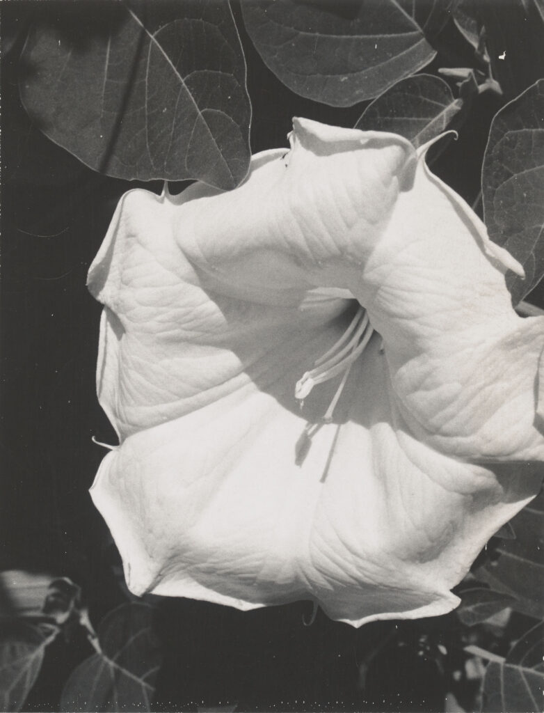Georgia O’Keeffe, Jimsonweed (Datura stramonium), 1964–68