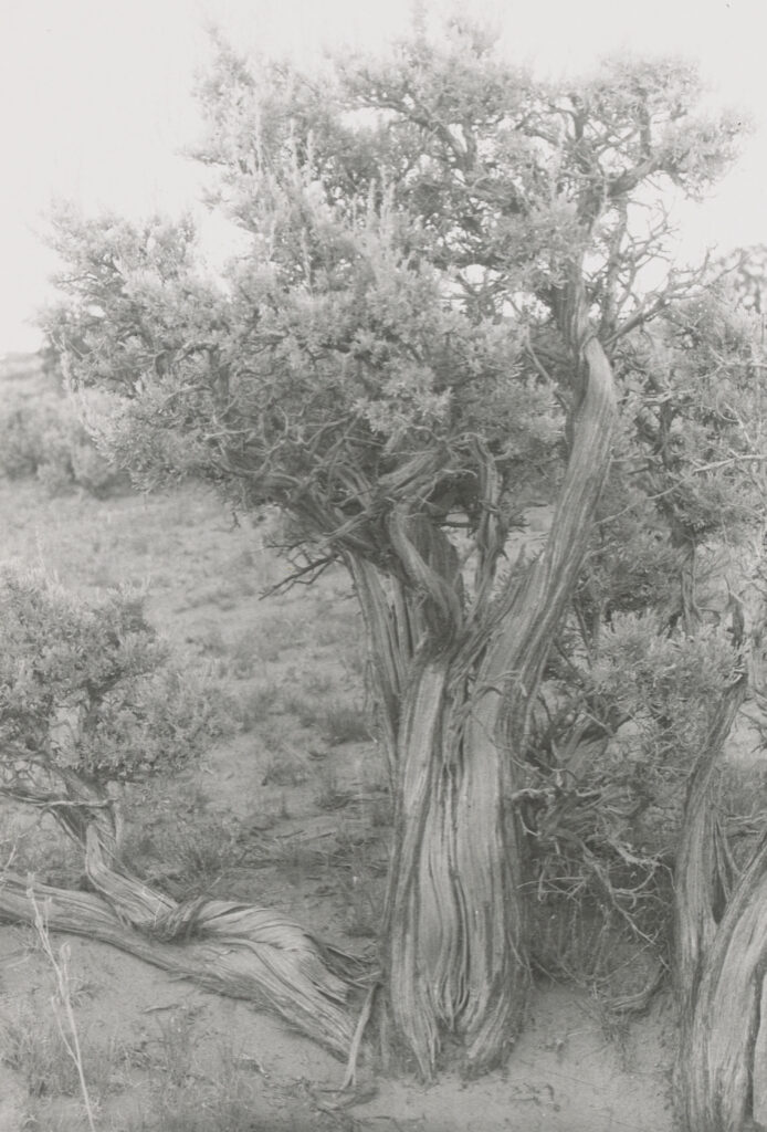 Georgia O'Keeffe, Big Sage (Artemisia tridentata), 1957