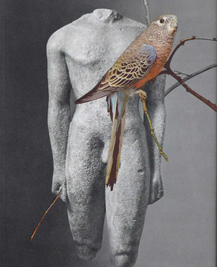 John O'Reilly, Youth and Bird, 11/7/76