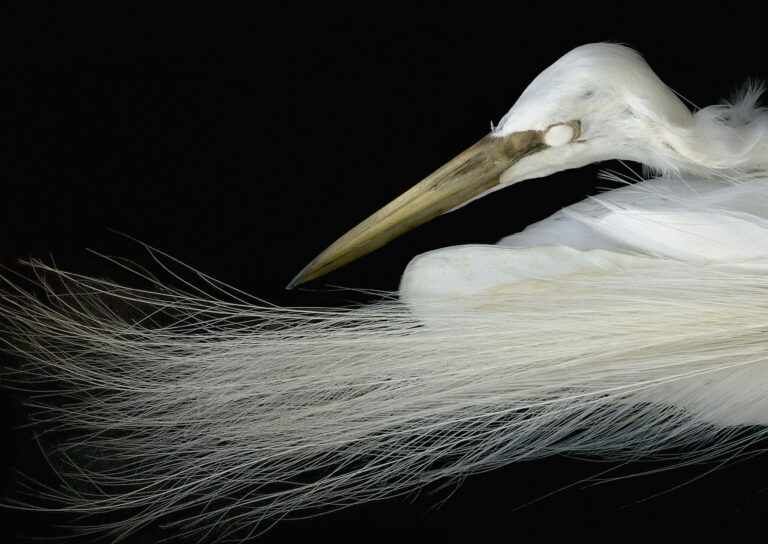 Rosamond Purcell, Great Egret, Western Foundation of Vertebrate Zoology, Camarillo, California, 2007–2008