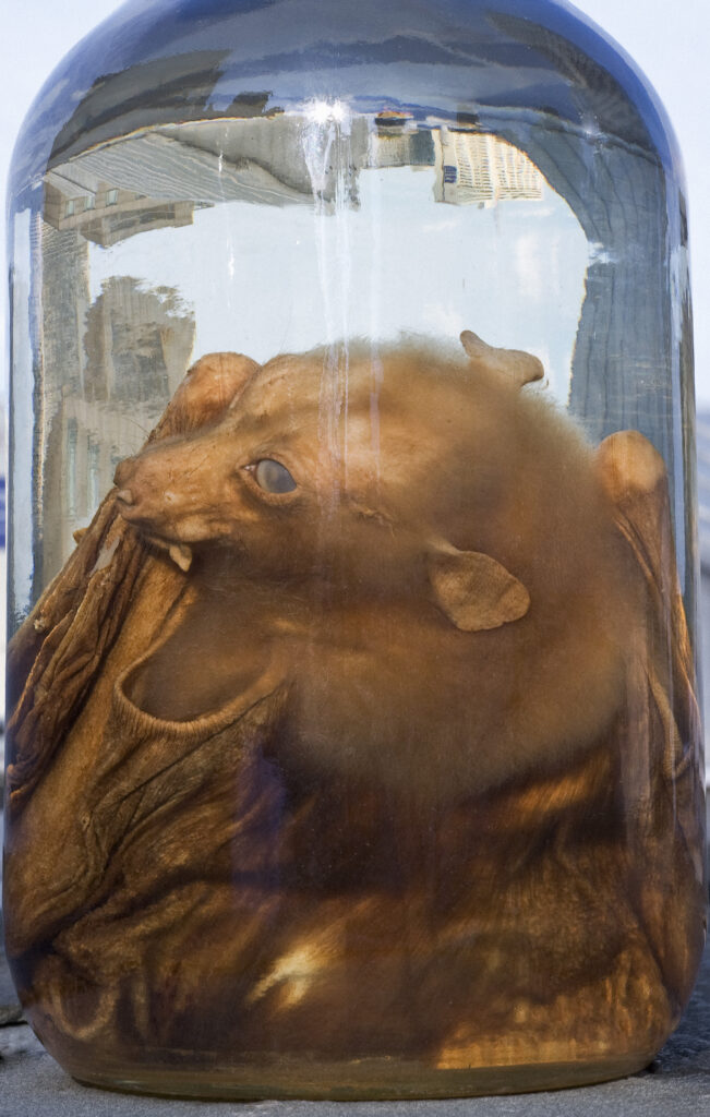 Rosamond Purcell, Flying Fox in Jar, Academy of Natural Sciences of Drexel University, Philadelphia, 2009–2010