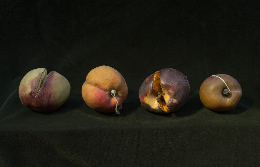 Rosamond Purcell, Wax Fruit, 19th Century, George Loudon Collection, London, c. 2015