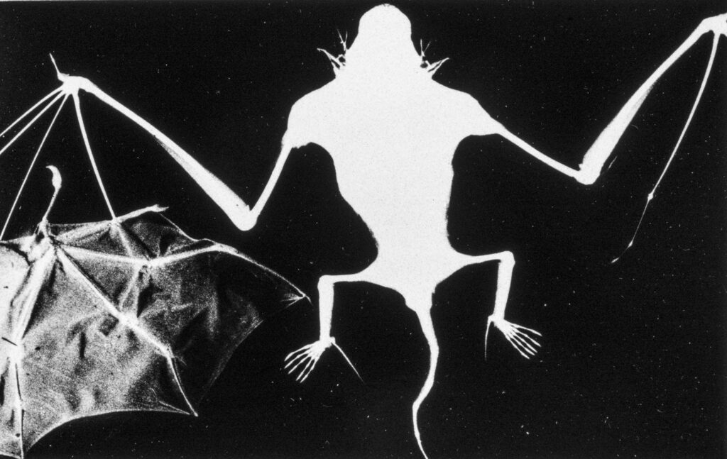 Rosamond Purcell, Bats, Museum of Comparative Zoology, Harvard University, 1984