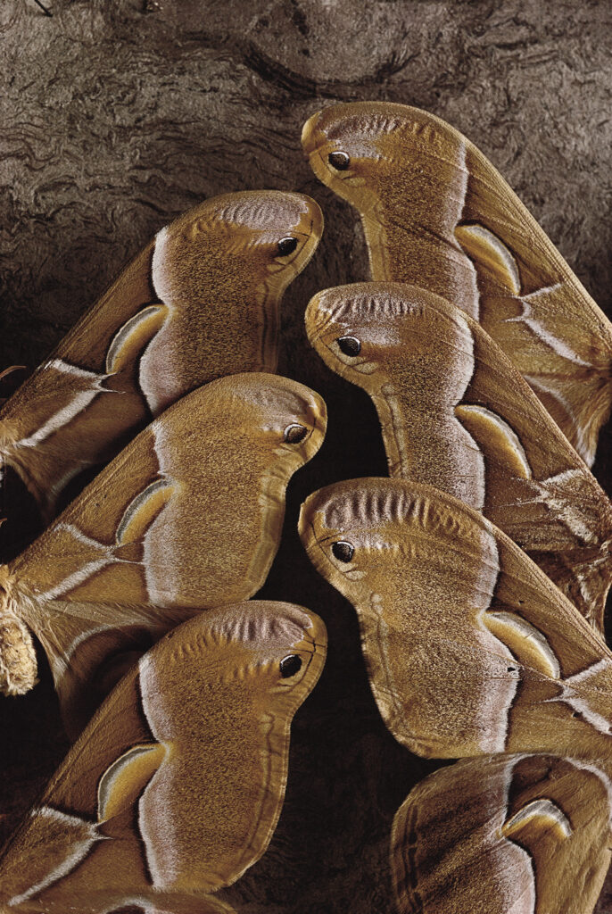 Rosamond Purcell, Samia Moths, Museum of Comparative Zoology, Harvard University, 1985