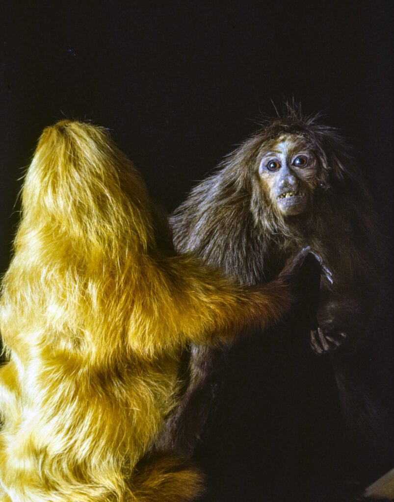 Rosamond Purcell, Saki and Golden Lion Tamarin, Naturalis Biodiversity Center, Leiden, 1990s